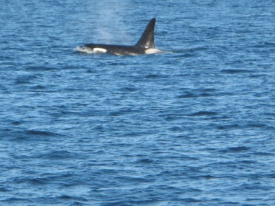 Orcas off San Juan 8.jpg
